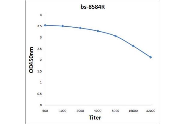 PMP70 antibody  (AA 51-160)