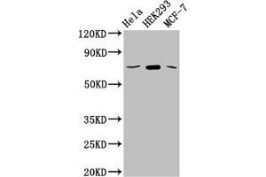 Western Blot Positive WB detected in: Hela whole cell lysate, HEK293 whole cell lysate, MCF-7 whole cell lysate All lanes: SLC20A1 antibody at 2. (GLUT1 antibody  (AA 263-458))