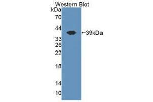 Figure. (CISH antibody  (AA 1-258))