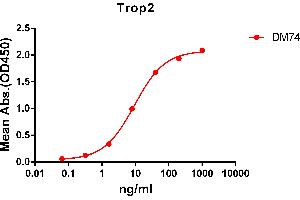 ELISA plate pre-coated by 2 μg/mL (100 μL/well) Human Trop2 protein, mFc-His tagged protein ABIN6961178, ABIN7042385 and ABIN7042386 can bind Rabbit anti-Trop2 monoclonal antibody  (clone: DM74) in a linear range of 1-100 ng/mL. (TACSTD2 antibody  (AA 27-274))