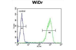 Flow Cytometry (FACS) image for anti-TRAF Family Member-Associated NFKB Activator (TANK) antibody (ABIN3002470) (TANK antibody)