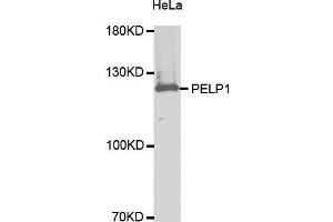 Western Blotting (WB) image for anti-Proline-, Glutamic Acid- and Leucine-Rich Protein 1 (PELP1) (AA 1021-1180) antibody (ABIN6220149) (PELP1 antibody  (AA 1021-1180))