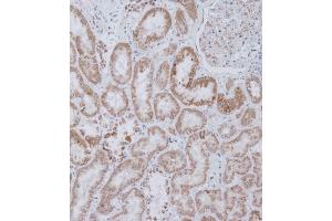 Immunohistochemical analysis of B on paraffin-embedded Human kidney tissue. (PEMT antibody  (C-Term))