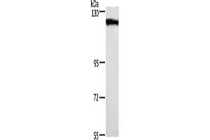 Western Blotting (WB) image for anti-Desmoglein 1 (DSG1) antibody (ABIN2432945) (Desmoglein 1 antibody)