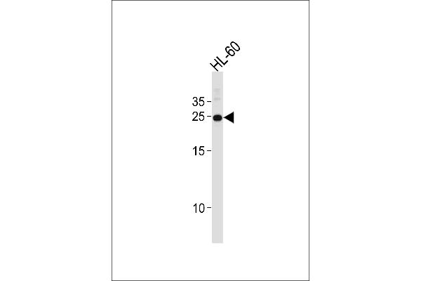 HOXA6 antibody  (AA 105-133)