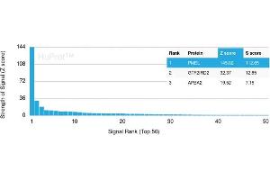 Analysis of Protein Array containing more than 19,000 full-length human proteins using PMEL/gp100 Mouse Monoclonal Antibody (PMEL/2037). (Melanoma gp100 antibody  (AA 376-502))