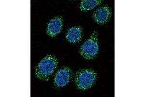 Immunofluorescence (IF) image for anti-Cytochrome P450, Family 3, Subfamily A, Polypeptide 5 (CYP3A5) antibody (ABIN3003497) (CYP3A5 antibody)