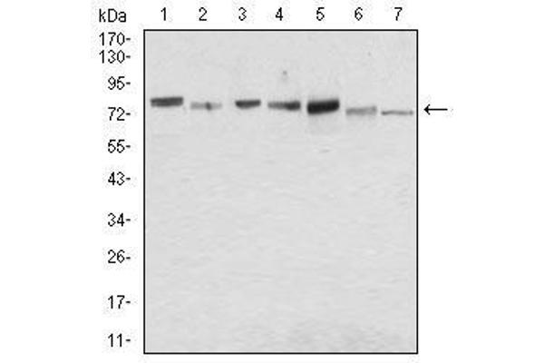 Syndecan 1 antibody  (AA 28-171)