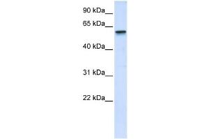 Western Blotting (WB) image for anti-Tripartite Motif Containing 41 (TRIM41) antibody (ABIN2458121) (TRIM41 antibody)
