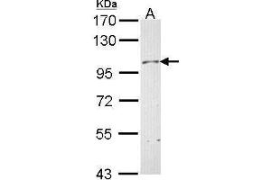 WB Image Sample (30 ug of whole cell lysate) A: Hela 7. (Neuropilin 1 antibody  (C-Term))