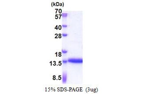 CRIP1 Protein (AA 1-77) (His tag)