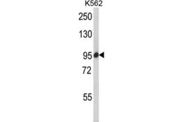 SREBF chaperone antibody