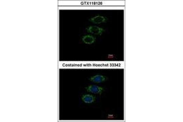 PPIL1 antibody  (AA 1-166)