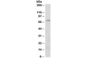 Western blot testing of Jurkat lysate with PRMT5 antibody at 2ug/ml. (PRMT5 antibody)