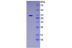 SDS-PAGE analysis of Mouse PTGES2 Protein. (PTGES2 Protein)