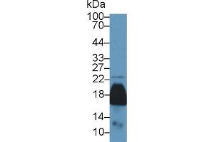 Western Blot; Sample: Mouse Kidney lysate; Primary Ab: 1µg/ml Rabbit Anti-Mouse PRDX5 Antibody Second Ab: 0. (Peroxiredoxin 5 antibody  (AA 1-210))