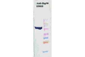 Western Blot analysis of Human HeLa cell lysates showing detection of Hsp90 protein using Mouse Anti-Hsp90 Monoclonal Antibody, Clone H9010 . (HSP90 antibody  (Atto 594))
