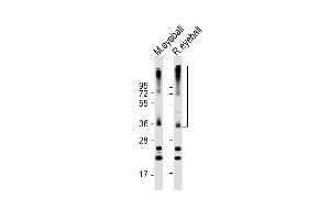 All lanes : Anti-RHO Antibody (C-term) at 1:2000 dilution Lane 1: mouse eyeball lysate Lane 2: rat eyeball lysate Lysates/proteins at 20 μg per lane. (Rho-related GTP-binding protein antibody  (C-Term))