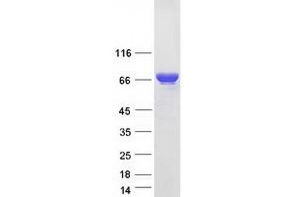 FUBP1 Protein (Myc-DYKDDDDK Tag)