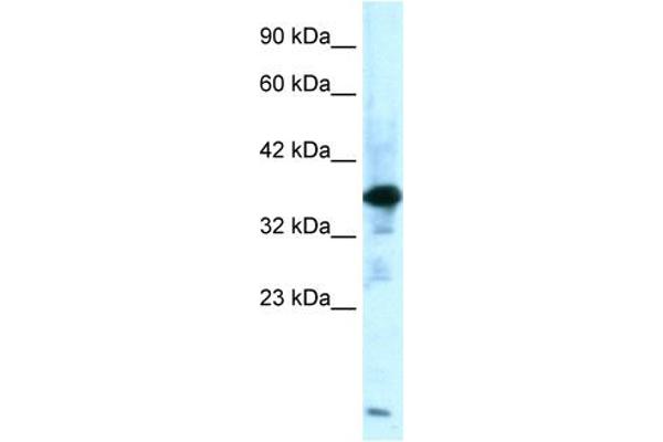 ZFPL1 antibody  (Middle Region)