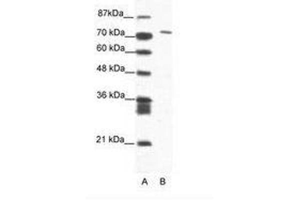 MAMLD1 antibody  (AA 180-229)