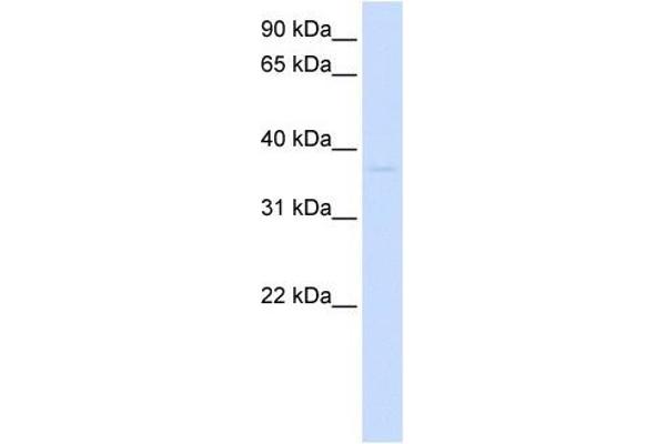 GDAP1L1 antibody  (N-Term)