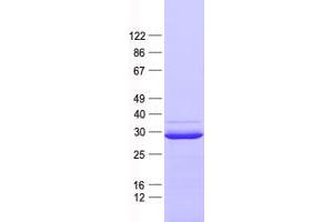 Validation with Western Blot (SCO2 Protein (His tag))