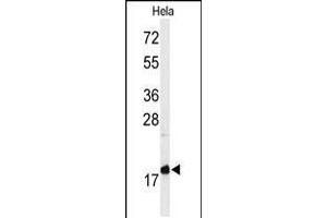 Western blot analysis of MMGT1 Antibody in Hela cell line lysates (35ug/lane) (MMGT1 antibody  (C-Term))