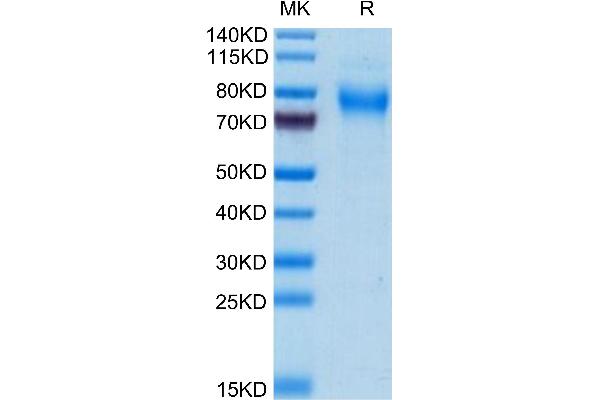 TREML2 Protein (AA 25-270) (His tag)