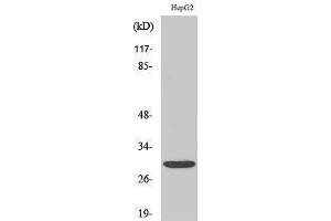 Western Blotting (WB) image for anti-Myogenic Factor 6 (MYF6) (Internal Region) antibody (ABIN3176169) (MYF6 antibody  (Internal Region))