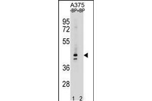 OR5AC2 Antibody pre-incubated without(lane 1) and with(lane 2) blocking peptide in A375 cell line lysate. (OR5AC2 antibody  (C-Term))