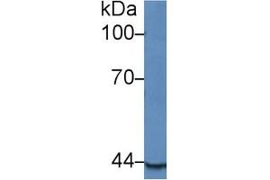 Western Blotting (WB) image for Apolipoprotein A-IV (APOA4) ELISA Kit (ABIN6574299)