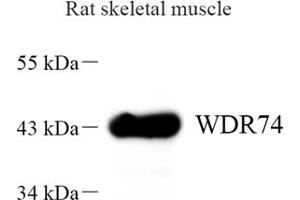 Western blot analysis of WDR74 (ABIN7076220) at dilution of 1: 1000 (WDR74 Antikörper)