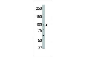 Antibody is used in Western blot to detect PTPH1 in mouse brain tissue lysate. (PTPN3 antibody  (AA 366-397))