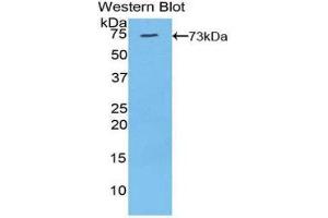 Western Blotting (WB) image for anti-Klotho (KL) (AA 517-956) antibody (ABIN1859562) (Klotho antibody  (AA 517-956))