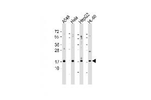 Western blot analysis of anti-SUMO2/3 N-term polyclonal antibody (ABIN388030 and ABIN2845501) in 293 cell lysate. (SUMO2/3 antibody)