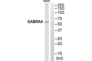 Western Blotting (WB) image for anti-gamma-aminobutyric Acid (GABA) A Receptor, alpha 4 (GABRA4) (Internal Region) antibody (ABIN1851350) (GABRA4 antibody  (Internal Region))
