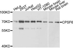 Western blot analysis of extracts of various cell lines, using CPSF6 antibody. (CPSF6 antibody)