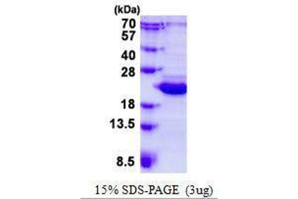 BCL2L10 Protein