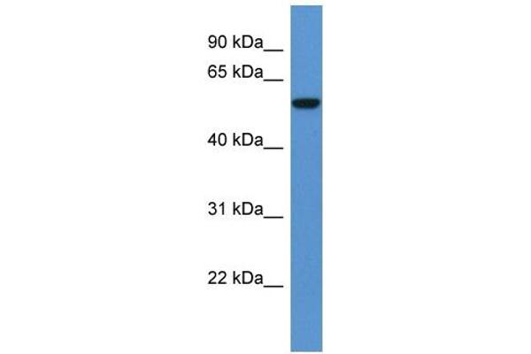 FCAMR antibody  (C-Term)