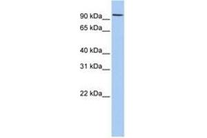 RNF19A antibody  (AA 108-157)