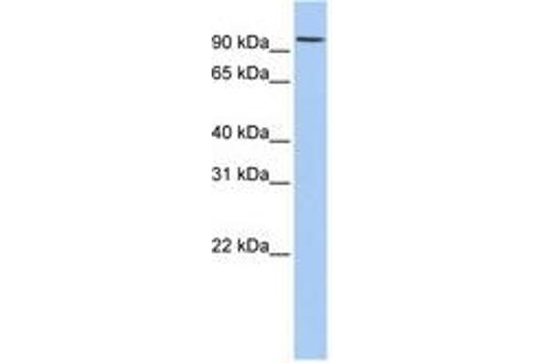 RNF19A antibody  (AA 108-157)