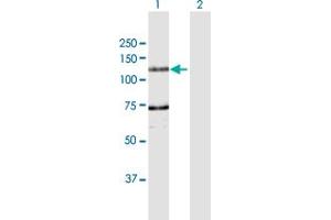 Western Blot analysis of DDHD1 expression in transfected 293T cell line by DDHD1 MaxPab polyclonal antibody. (DDHD1 antibody  (AA 1-872))