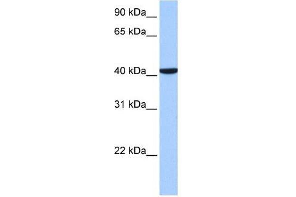 CC2D1B antibody  (C-Term)