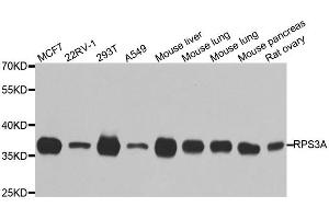 Western Blotting (WB) image for anti-Ribosomal Protein S3A (RPS3A) antibody (ABIN1980252) (RPS3A antibody)