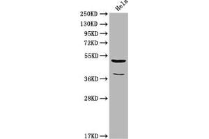 Western Blot Positive WB detected in: Hela whole cell lysate All lanes: Nucb2 antibody at 1:2000 Secondary Goat polyclonal to rabbit IgG at 1/50000 dilution Predicted band size: 51 kDa Observed band size: 51 kDa (NUCB2 antibody  (AA 194-420))