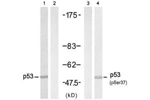 Western blot analysis of extract from HT-29 cell untreated or treated with Doxorubicin (1mM, 30min), using p53 (Ab-37) Antibody (E021089, Lane 1 and 2) and p53 (phospho-Ser37) antibody (E011098, Lane 3 and 4). (p53 antibody)