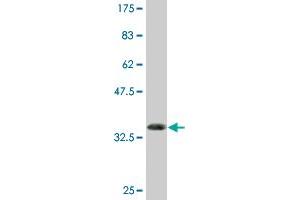 Western Blot detection against Immunogen (36. (Retinoid X Receptor beta antibody  (AA 161-260))