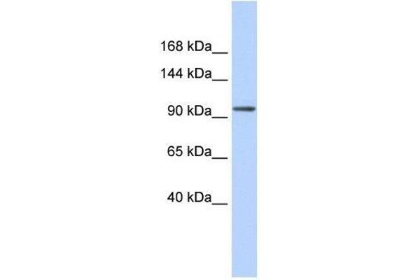 ZNF560 antibody  (Middle Region)