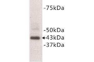 Western Blotting (WB) image for anti-CD9 (CD9) (N-Term) antibody (ABIN1854867) (CD9 antibody  (N-Term))